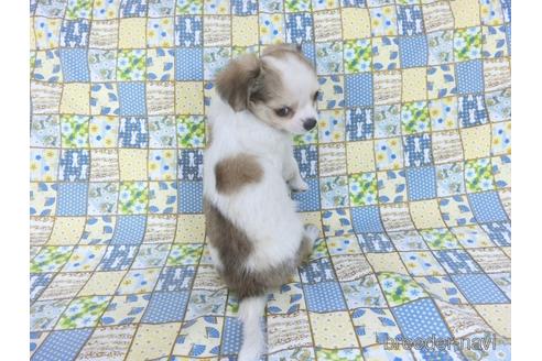 成約済の千葉県のチワワ(ロングコート)-153276の5枚目